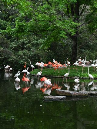 Shanghai Wildlife Park Nanny-Level Guide! Complete the tour without backtracking