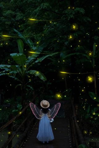 安吉の夏の夜、現実版の真夏の蛍の夢に突入！