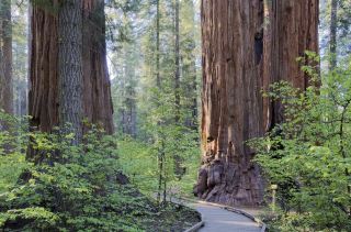 Murphys: The "Oil Painting Town" Hidden in California's Gold Rush Valley