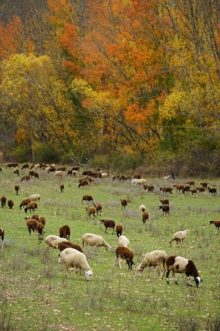 Aragon, Spain | Autumn landscapes along the road to Albarracín, a hidden Southern European pastoral fairytale