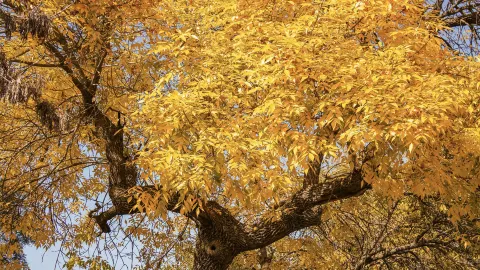 Autumn in Beijing is still the gold standard! Includes autumn sightseeing routes! 🍂 — traveler post in Beijing