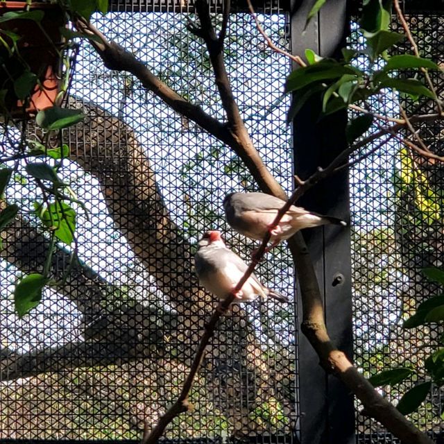 新年好去處之步步高陞。元朗公園百鳥塔