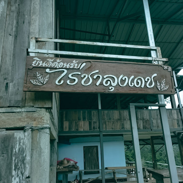 หนาวนี้ ที่ไร่ชาลุงเดช จิบชา กินเค้ก ชมวิว 