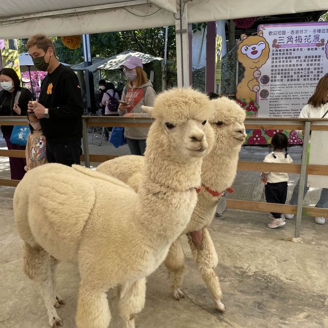 新年親親羊駝🦙羊咩咩🐑兔兔🐰❤️🍊