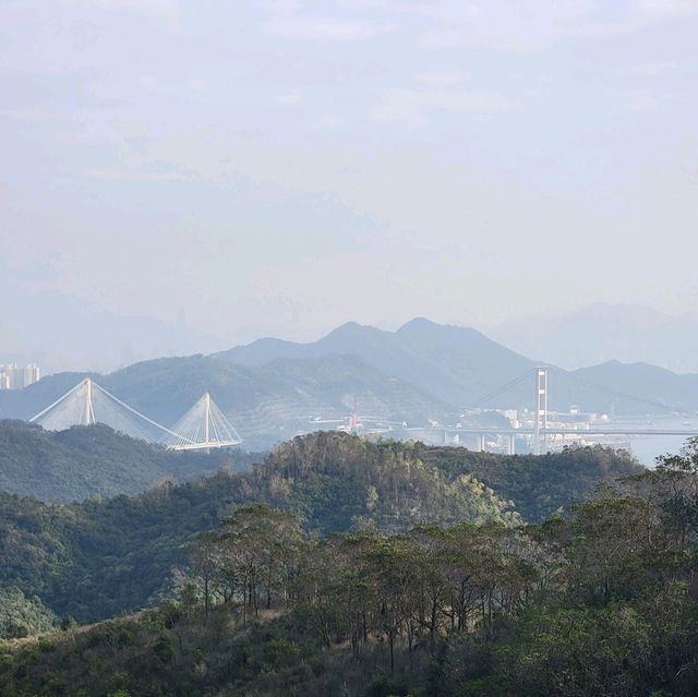 深井行山｜新年觀賞吊鐘花｜欣賞青馬大橋景色 