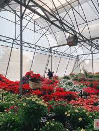 AGA Happy farm สวนดอกไม้แม่แตง เชียงใหม่