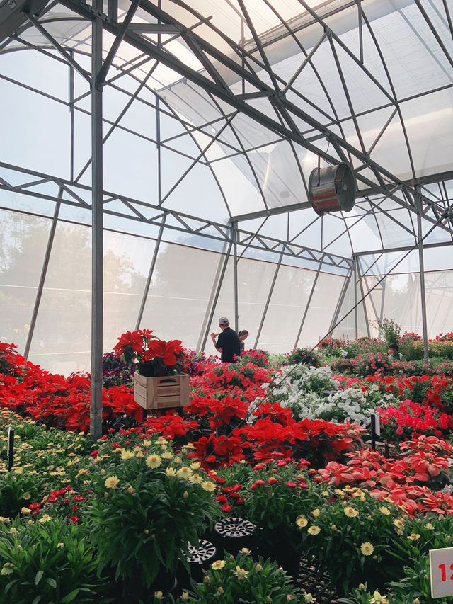 AGA Happy farm สวนดอกไม้แม่แตง เชียงใหม่