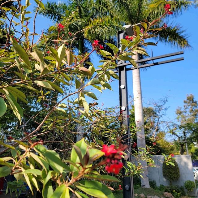 「回歸紀念塔」前的繡球花海🌺🪻🌸🪷