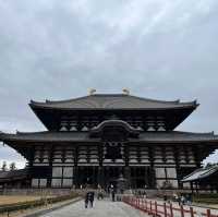 奈良公園一日遊❤️餵鹿經驗🦌