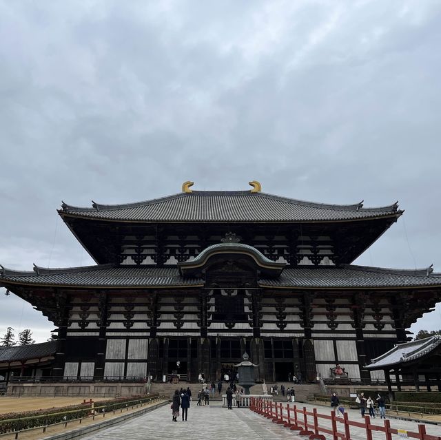 奈良公園一日遊❤️餵鹿經驗🦌