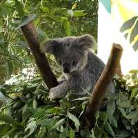 Koala Park Sanctuary Sydney @ West Pennant 🇦🇺