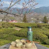 푸릇푸릇한 녹차밭 뷰를 볼 수 있는  하동매암제다원🍃🍵 
