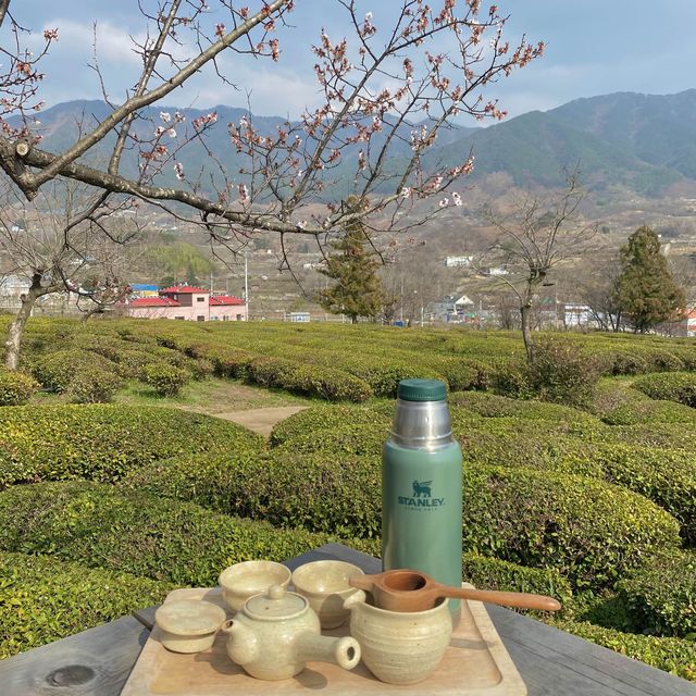 푸릇푸릇한 녹차밭 뷰를 볼 수 있는  하동매암제다원🍃🍵 