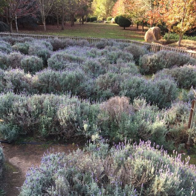 Beautiful garden with hedge maze