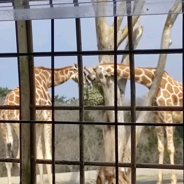 人生必到 野生動物餵食體驗