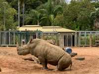 西澳珀斯動物園（Perth Zoo）🐨🐒🐯🦁🐷🐮🦒🦨🦜
