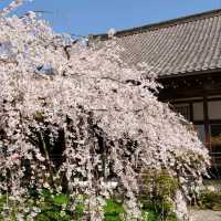 隠れた桜の名所「毘沙門堂」
