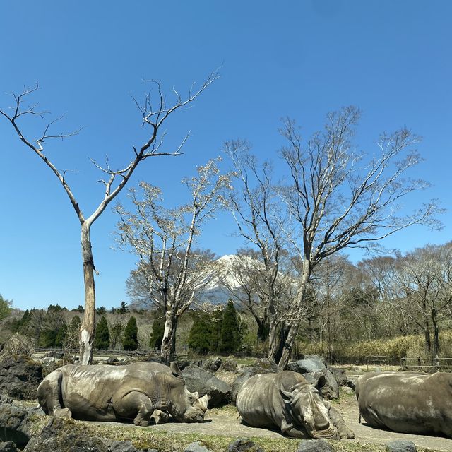 富士野生動物🦒🐒