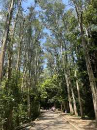 城門水塘｜超推薦的低難度行山路線｜野餐好去處
