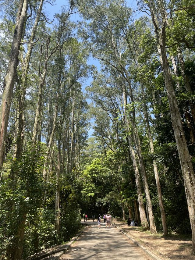 城門水塘｜超推薦的低難度行山路線｜野餐好去處
