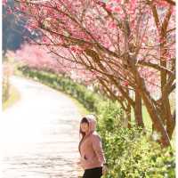 ดอกพญาเสือโคร่ง  ดอยอ่างขาง🌸🍃