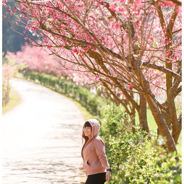 ดอกพญาเสือโคร่ง  ดอยอ่างขาง🌸🍃