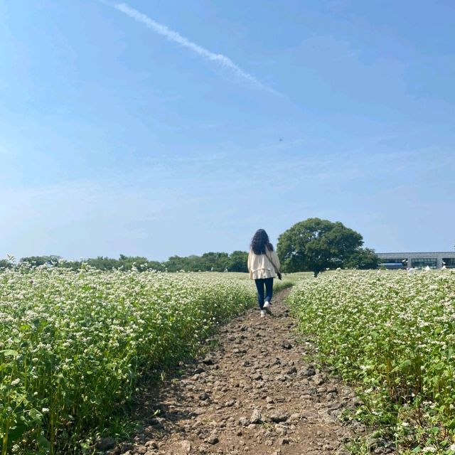 ✈️ 모든걸 훌훌 털어버리고 제주여행! 나만알고싶은 시크릿명소💋