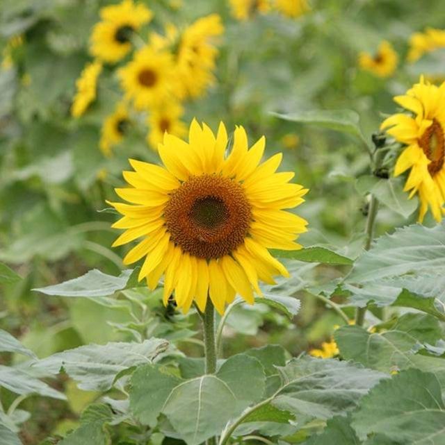 Sea of Flowers in Xinshe