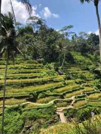 Let’s swing at paddy 🌾 fields in Bali 🇮🇩