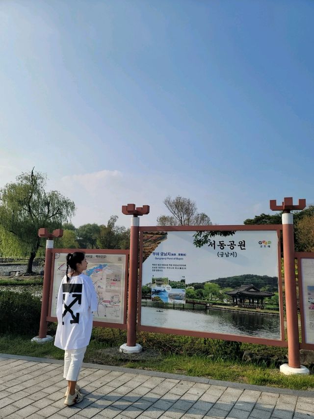 빅토리아연꽃이 한창인 부여 궁남지🪷