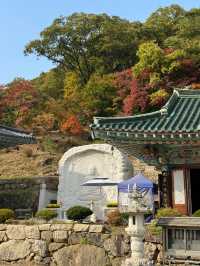양평 가볼만한곳 용문사 천년 은행나무
