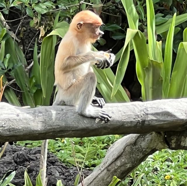 Upclose with the Proboscis Monkeys