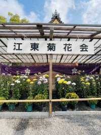【東京都/亀戸天神社】亀戸天神菊まつり