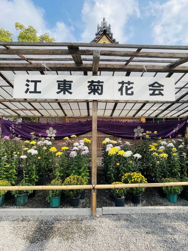 【東京都/亀戸天神社】亀戸天神菊まつり
