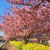 三浦海岸の河津桜に一足早い春を探す旅