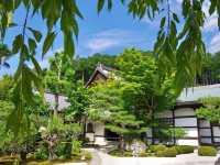 【京都市】青葉に映える緋毛氈🟥🌿