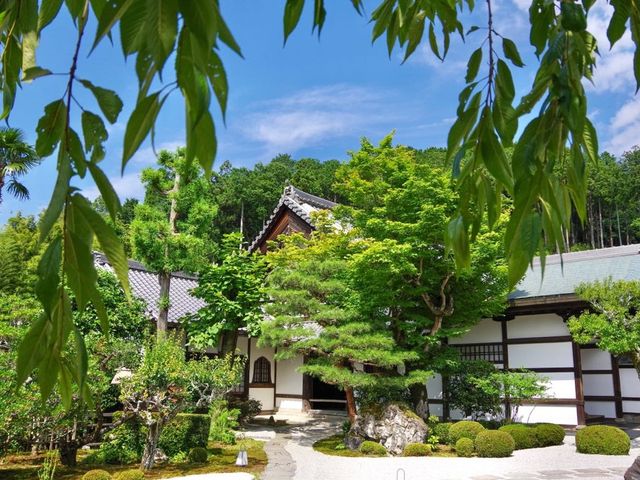 【京都市】青葉に映える緋毛氈🟥🌿