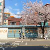 부산 유채꽃 & 벚꽃 거리 가볼만한곳 추천지!
