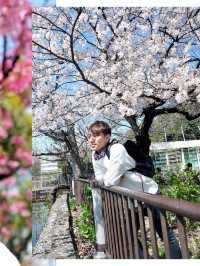 全東京最多櫻花樹的地標「上野恩賜公園」賞櫻打卡必去！
