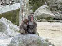 野生のサルを間近で見られる高崎山🐒