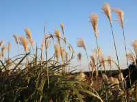 Kochia at Hitachi Seaside Park