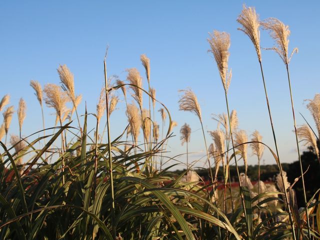 Kochia at Hitachi Seaside Park