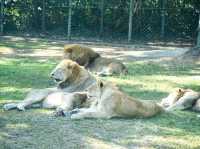 【新竹】六福村動物園 🐅 捕捉動物生活瞬間