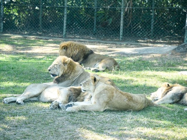 【新竹】六福村動物園 🐅 捕捉動物生活瞬間