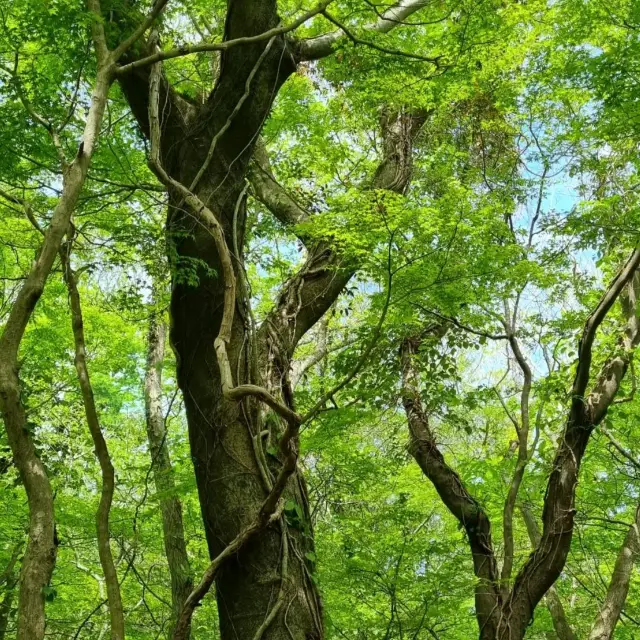 곶자왈 산책