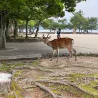 週末は日本三景の宮島でのんびり過ごす