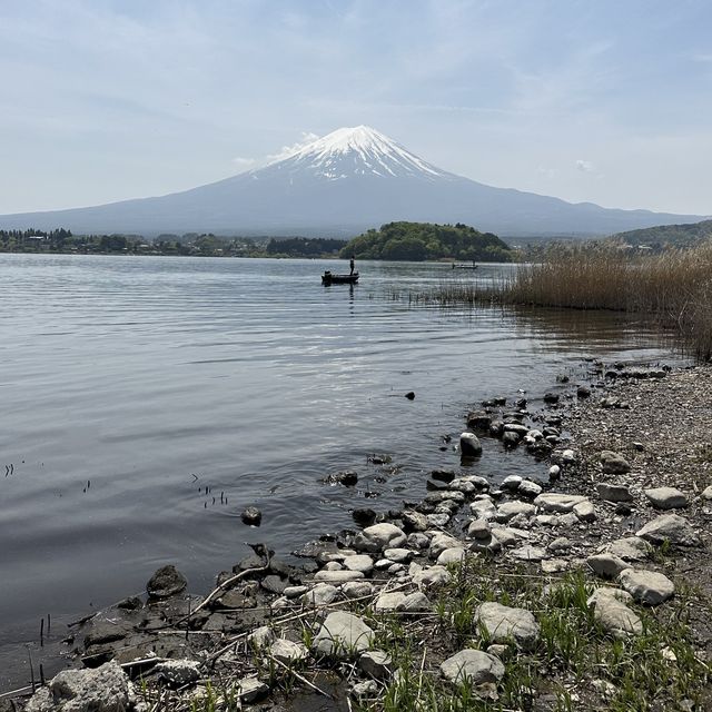 富士山河口湖大石公園🗻🌟