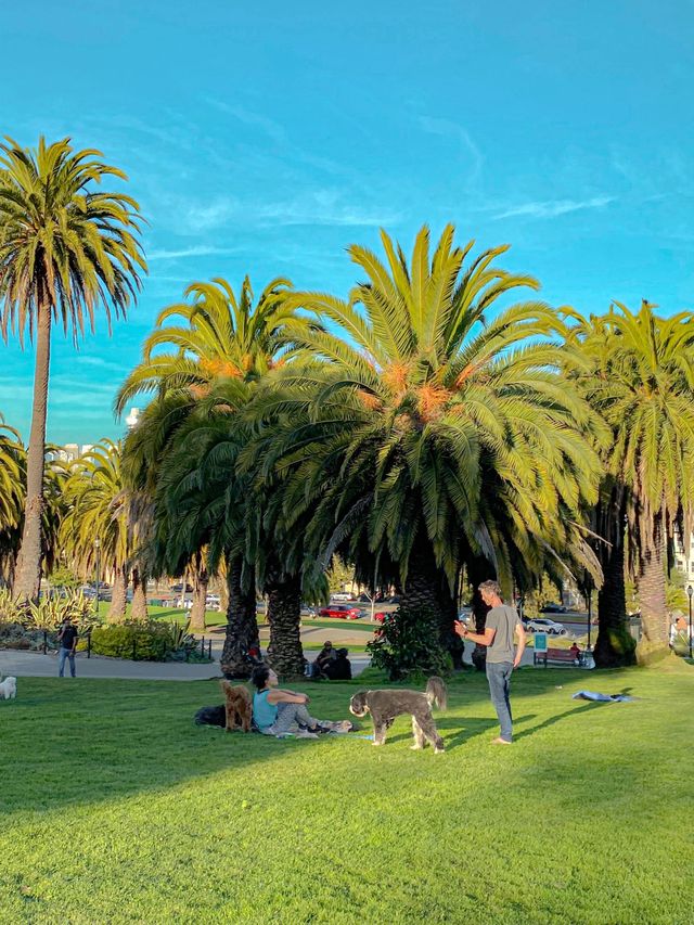 댕댕이들이 뛰어 노는 샌프란시스코 공원 🐶