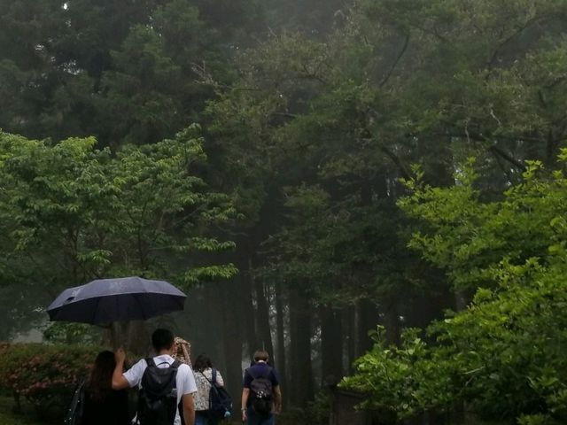 阿里山遠古森林吸收大自然天地靈氣