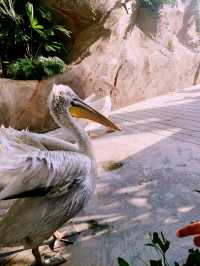 Mandai's Feathered Sanctuary - Bird Paradise